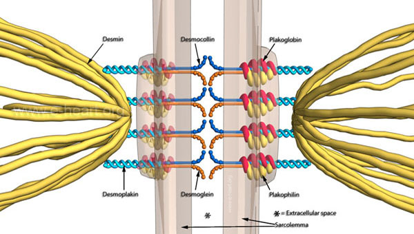 desmosomes in cardiac muscle